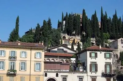 Сорта итальянского кипариса