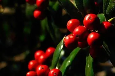 Как размножить зимующую ягоду