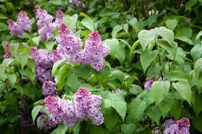 Как разделить кусты сирени