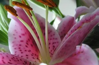 Как пересадить восточные лилии