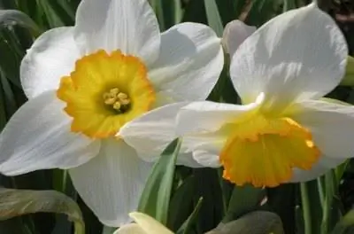 Цветы родом из Египта