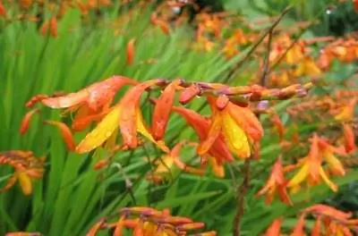 Сорта крокосмии