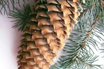 Сорта ели норвежской