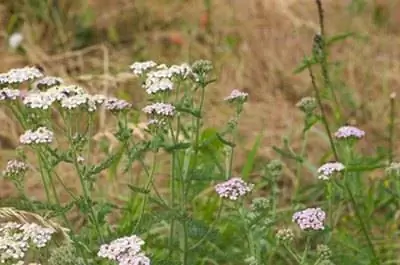 Названия декоративных растений