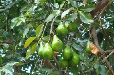 Виды деревьев авокадо