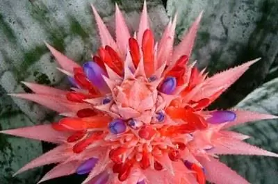 Засухоустойчивые тропические растения