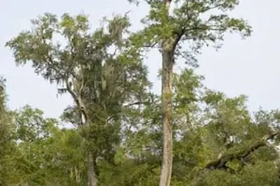 Как вырастить лысые кипарисы из семян