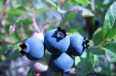 Как вырастить чернику на приподнятых грядках