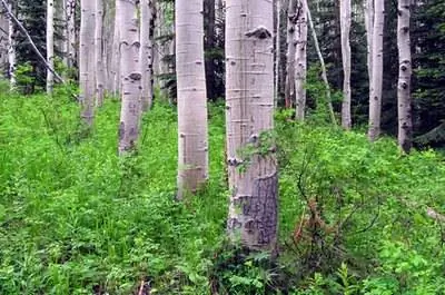 Болезни трясущейся осины