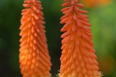 О Red Hot Poker Plants