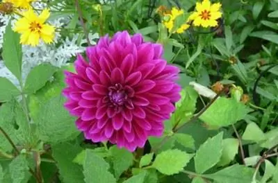 Удобрение для георгинов