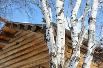 Болезнь Betula Pendula