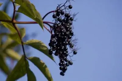 В чем опасность Sambucus Nigra?