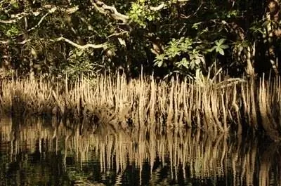 Растения, которые растут в морской воде