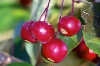 Как обрезать яблони Malus Tina