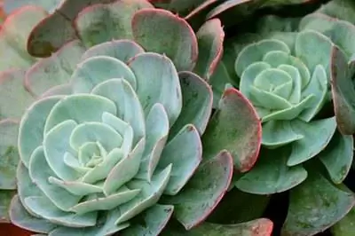 Как ухаживать за растением Sempervivum