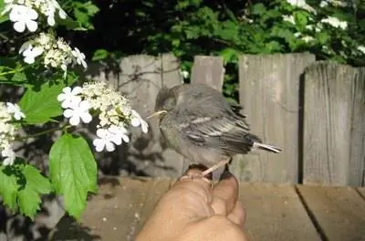 Как сделать ванночку для птиц из слоновьих ушей