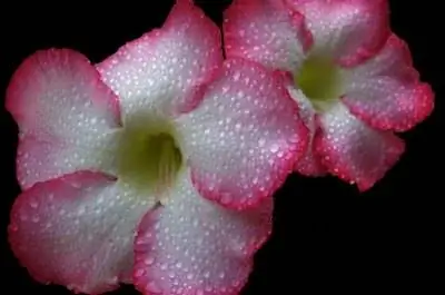 Как размножить Adenium Obesum