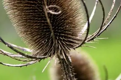 Как использовать средство Bayer Advanced Brush Killer