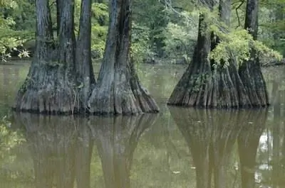 Какие растения наиболее водолюбивы?