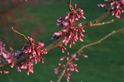 Болезнь коры деревьев Redbud