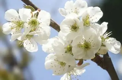 Болезнь песчаной вишни