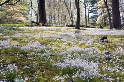 Vantage Grass & Средство от сорняков