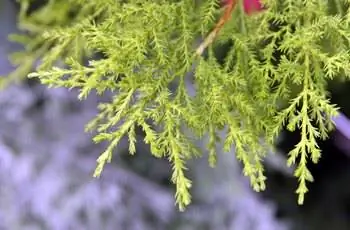 Крупный план зеленовато-зеленой листвы лимонного кипариса (Hesperocyparis macrocarpa 'Goldcrest').