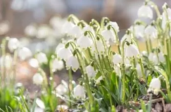 Мартовская чашка, Leucojum vernum весной в подсветке