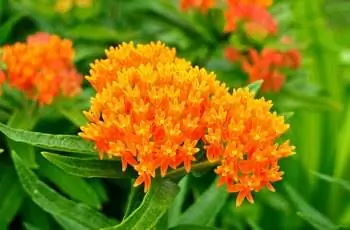 Бабочка-сорняк (Asclepias tuberosa) Молочая полевой цветок