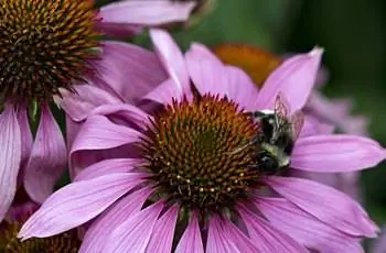 Шмель, виды Bombus, на эхинацее пурпурной, Echinacea purpurea, собирает пыльцу и нектар. (Шмель, вероятно, Bombus terrestris). Англия, Великобритания.