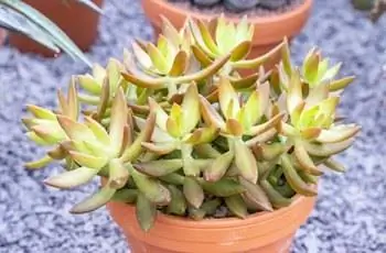 Sedum Nussbaumerianum (очиток медный) в Лондоне, Англия