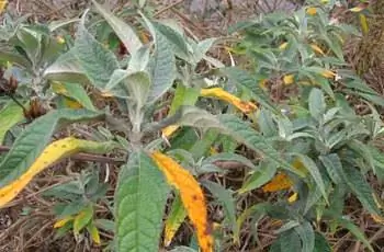 Листья растения Buddleja davidii, некоторые из которых желтеют с коричневыми пятнами.