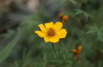 Одиночный желтый цветок бархатцев Маунт-Лимон (Tagetes lemmonii).