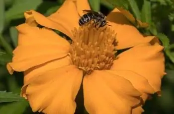 Оса на оранжевом цветке мексиканского эстрагона (Tagetes lucida).