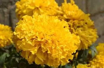 Крупный план ярко-желтых африканских бархатцев (Tagetes erecta) в полном цвету.