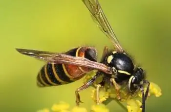 Красная оса (Vespula rufa) лакомится желтым Bupleurum falcatum.