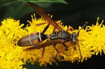 Северная бумажная оса (Polistes fuscatus) на желтом цветке.