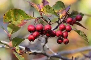 Красные ягоды кустарника боярышника (Crataegus crus-galli).