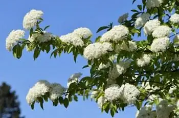 Белые цветки калины черноплодной (Viburnum prunifolium) сияют на солнце.