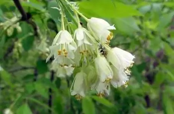 Цветочно-белые цветки американского пузырчатого ореха (Staphylea trifolia).