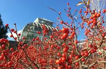 На их ветвях растет огромное количество красных зимних ягод (Ilex verticillata).