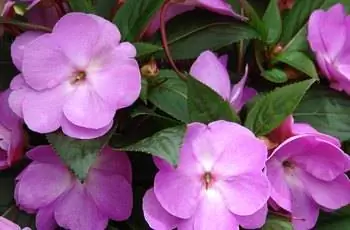 Ярко-розовые цветы недотроги Новой Гвинеи (Impatiens hawkeri).