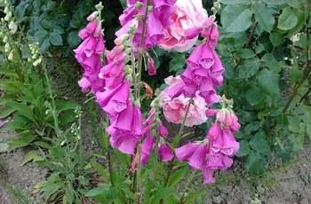 Цветет очень много розово-пурпурной наперстянки (Digitalis purpurea).