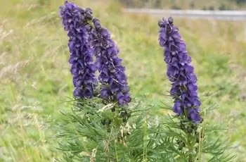 Три стебля прекрасного пурпурного монашества (Aconitum napellus) покачиваются на ветру.