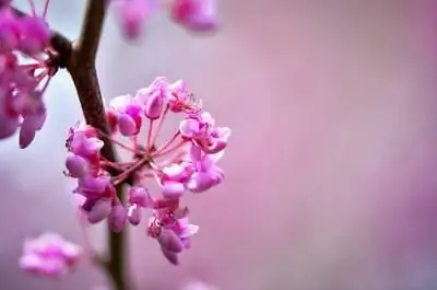 Болезни листьев красных бутонов деревьев