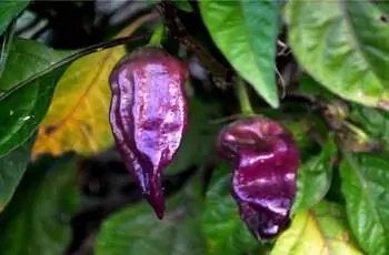 Два фиолетовых перца Бхут Джолокия (Capsicum frutescens x chinense), растущие на ветке.