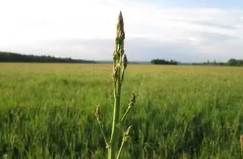 Стебель спаржи (Asparagus officinalis), растущий в поле.