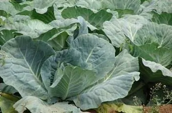 Ряды дикой капусты (Brassica oleracea var. capitata), растущей в земле.