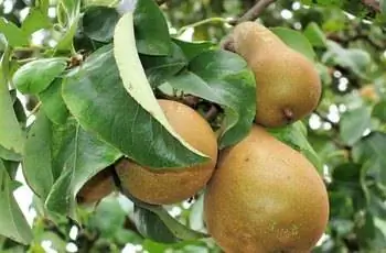 Европейские груши (Pyrus communis), растущие на дереве.